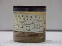 藏品(喉鰓鰻)的圖片